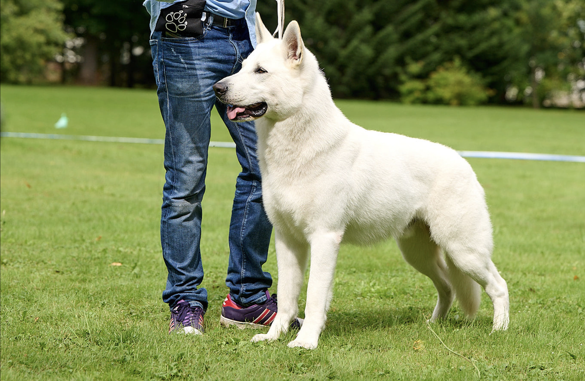 Karneliks Hit | White Swiss Shepherd Dog 