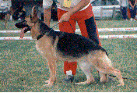 Wong von der Wienerau | German Shepherd Dog 