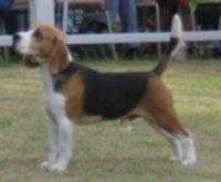 Harnett Lochnaw Aston Martin | Beagle 