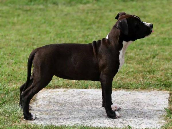 Queen Of Heaven Sweet Loly | American Staffordshire Terrier 