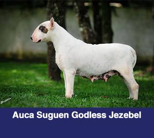Auca Siguen Godless Jezebel | Bull Terrier 