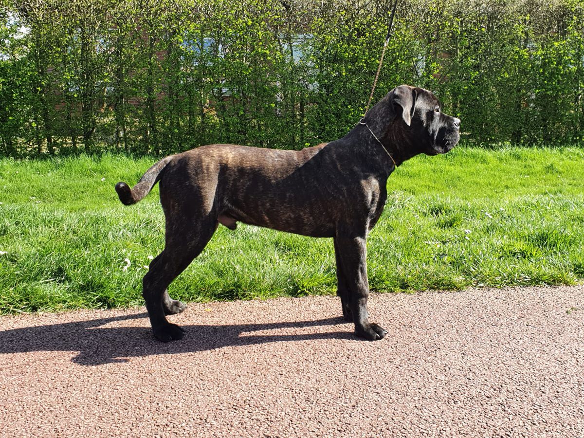 Cooperdale To Good To Be True | Bullmastiff 