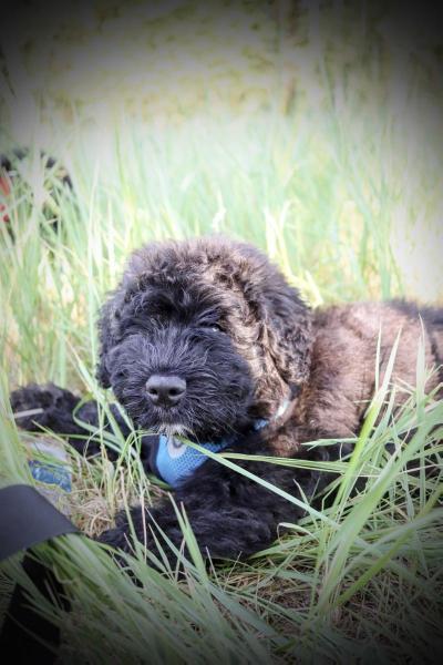 Be My Dream FCI ACHERNAR | Bouvier des Flandres 