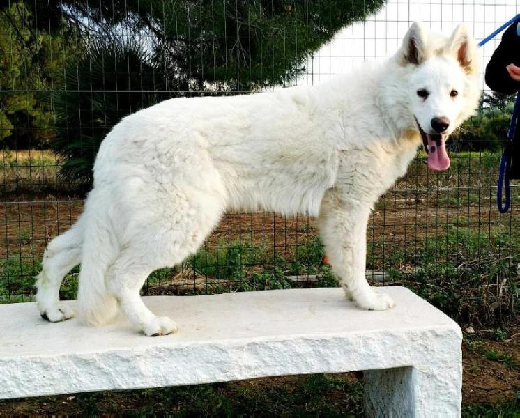 Aiko Prince Von House Savacium | White Swiss Shepherd Dog 