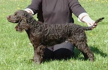 Little Brownies Sugarplum | American Water Spaniel 