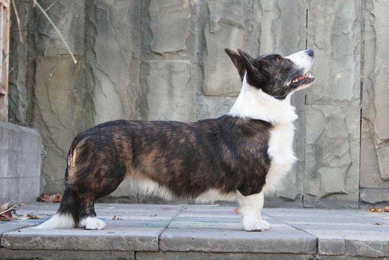 TICIANNA TWIN PEAKS | Cardigan Welsh Corgi 