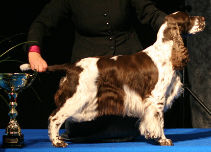 Adamant'S let me see | English Springer Spaniel 