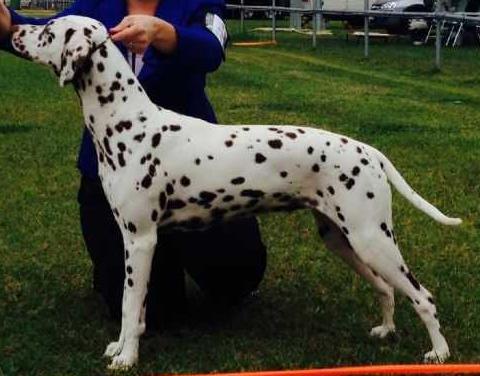 Adstaff Majic Millie | Dalmatian 