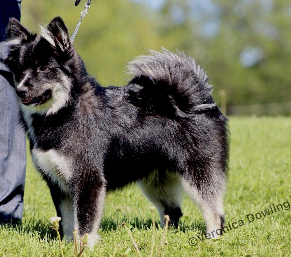 Aurvandil's Maiden Voyage | Icelandic Sheepdog 