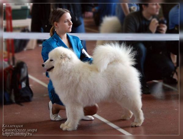 Bayrak Azskas Pozemka | Samoyed 