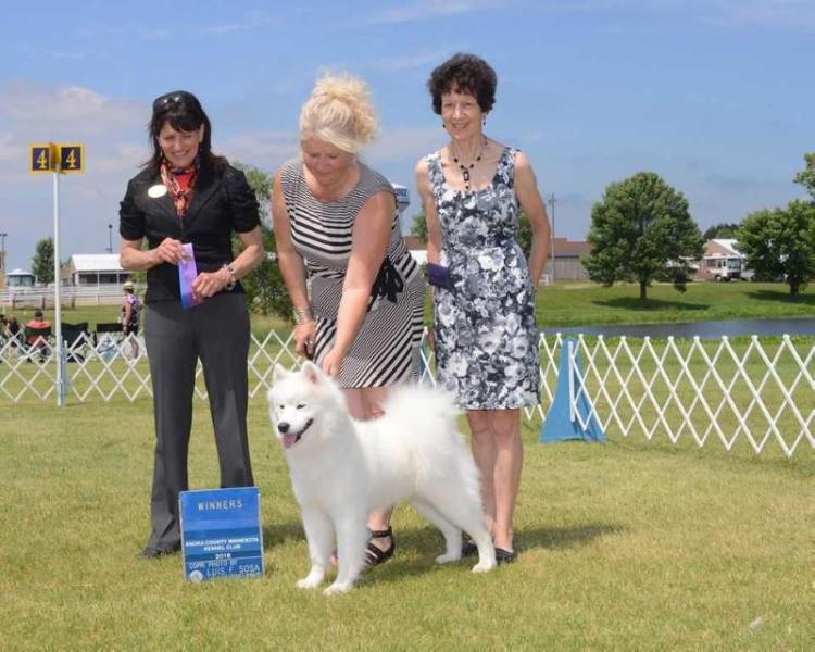 Urban Pulse Lines Of Perfection Meka | Samoyed 