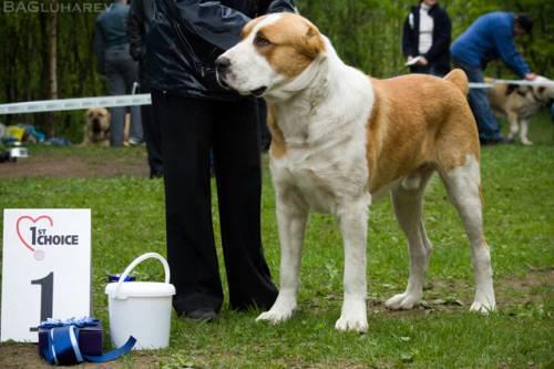 Ortodoks Konvent Hartydzem | Central Asian Shepherd Dog 