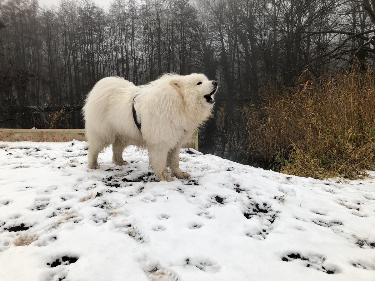 Exclusive Rights Dutch Miracle | Samoyed 