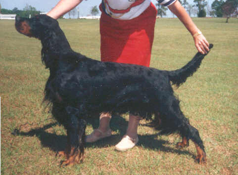 Tri-Sett Victoria Secret | Gordon Setter 