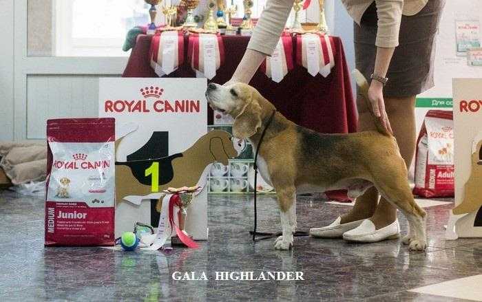 Gála Highlander | Beagle 