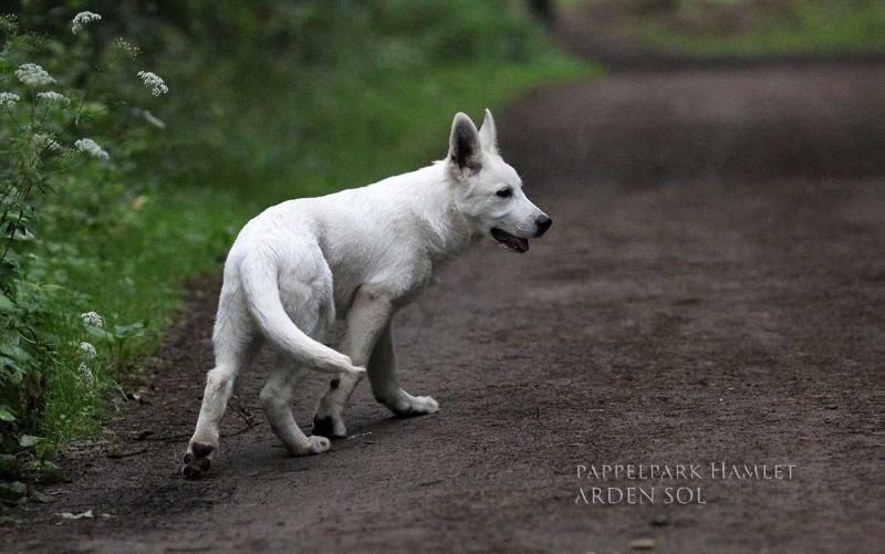 Pappelpark Gamlet Arden Sol | White Swiss Shepherd Dog 