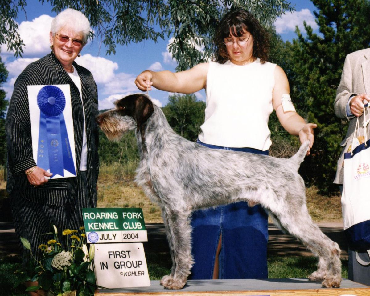 JETSET'S RAGTOP DAY AT  SCOTIA CD | German Wirehaired Pointer 