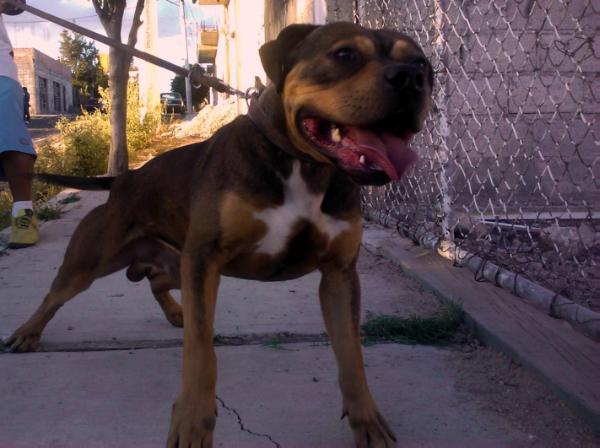 Salcedo's Big Bear aka Tanque 2XW | American Pit Bull Terrier 