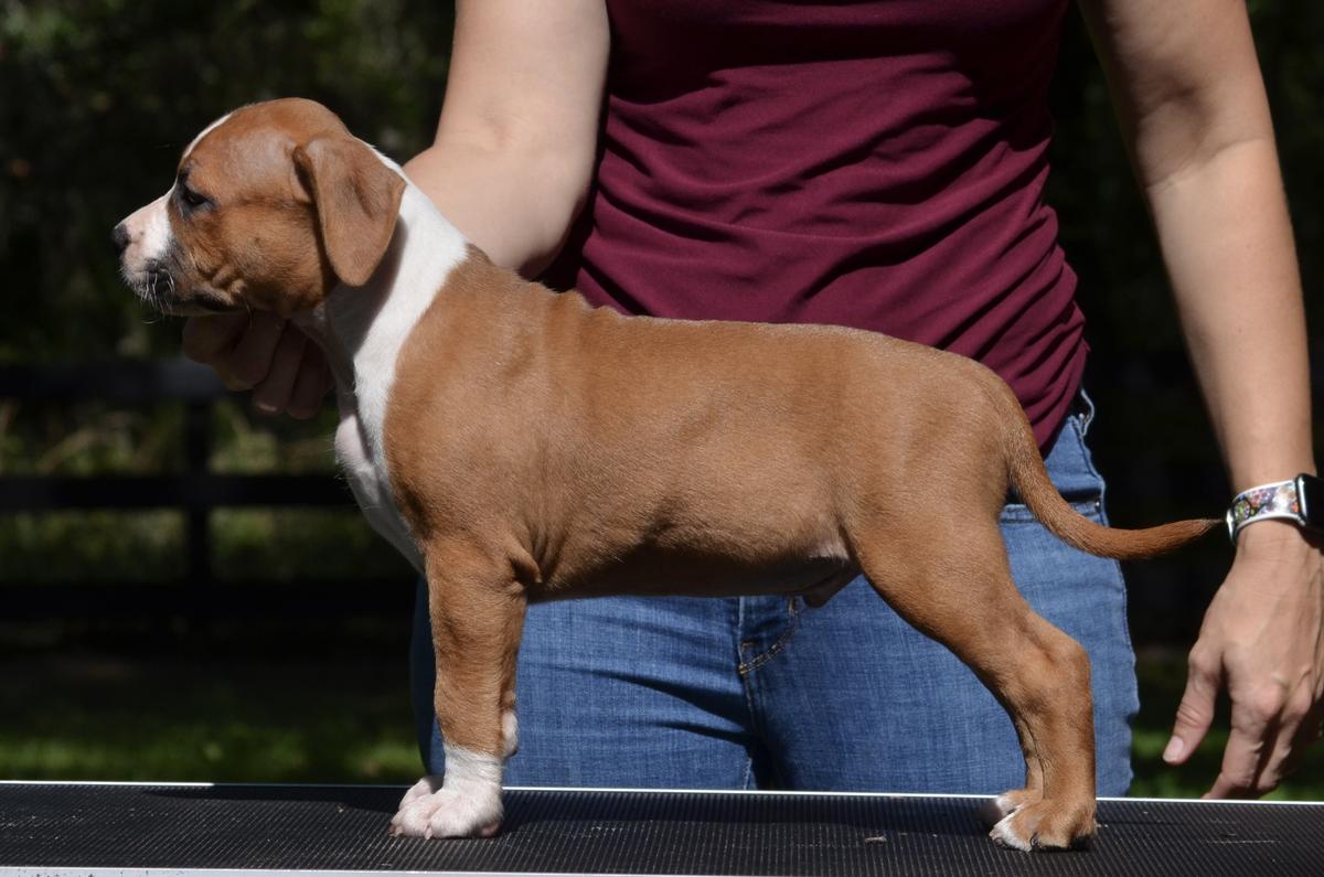 LBK’s Rebel and Proud Hawkeye | American Staffordshire Terrier 