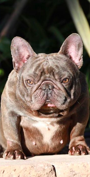 West Coast Gottiline Valor | French Bulldog 