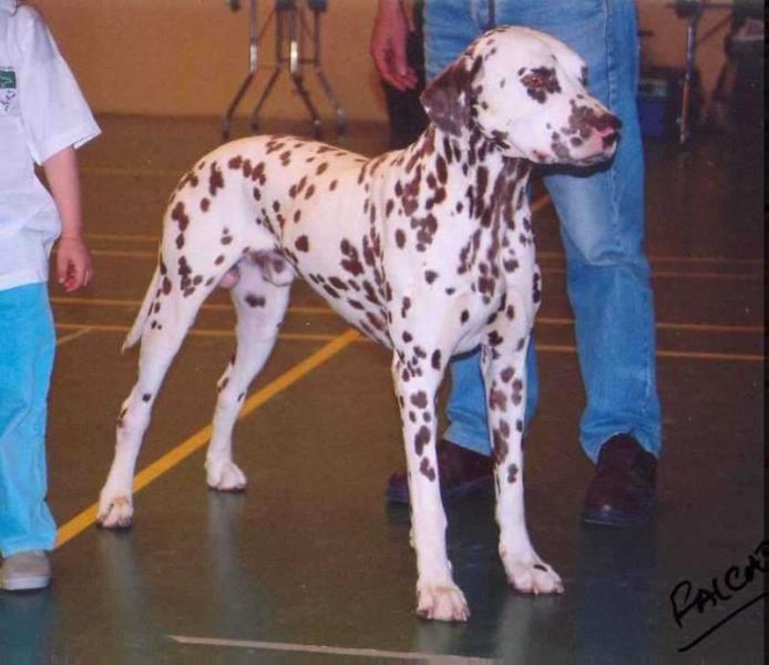 Gwynmor newsmaker | Dalmatian 