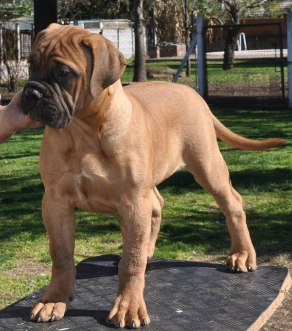 PAMPITA | Bullmastiff 