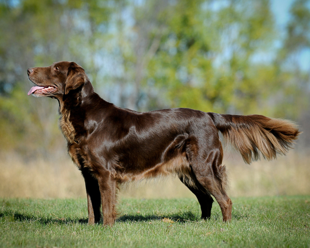 Flat-Coated Retriever