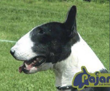 Kelly Pajar | Bull Terrier 