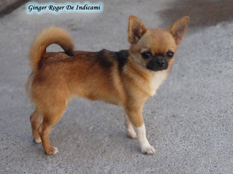 Ginger Rogers De Indicami | Chihuahua 