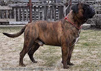 Vladyka Moskovii Invisible Russian Dream | Bullmastiff 