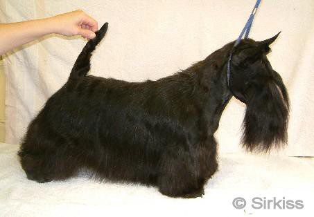 Berrybreeze Touch of spring | Scottish Terrier 