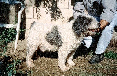 Roncal de Ubrique old | Spanish Water Dog 