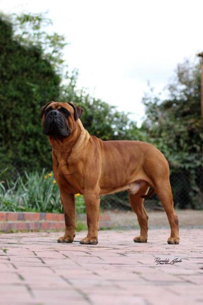 D'artagnan Zimowa Aura | Bullmastiff 