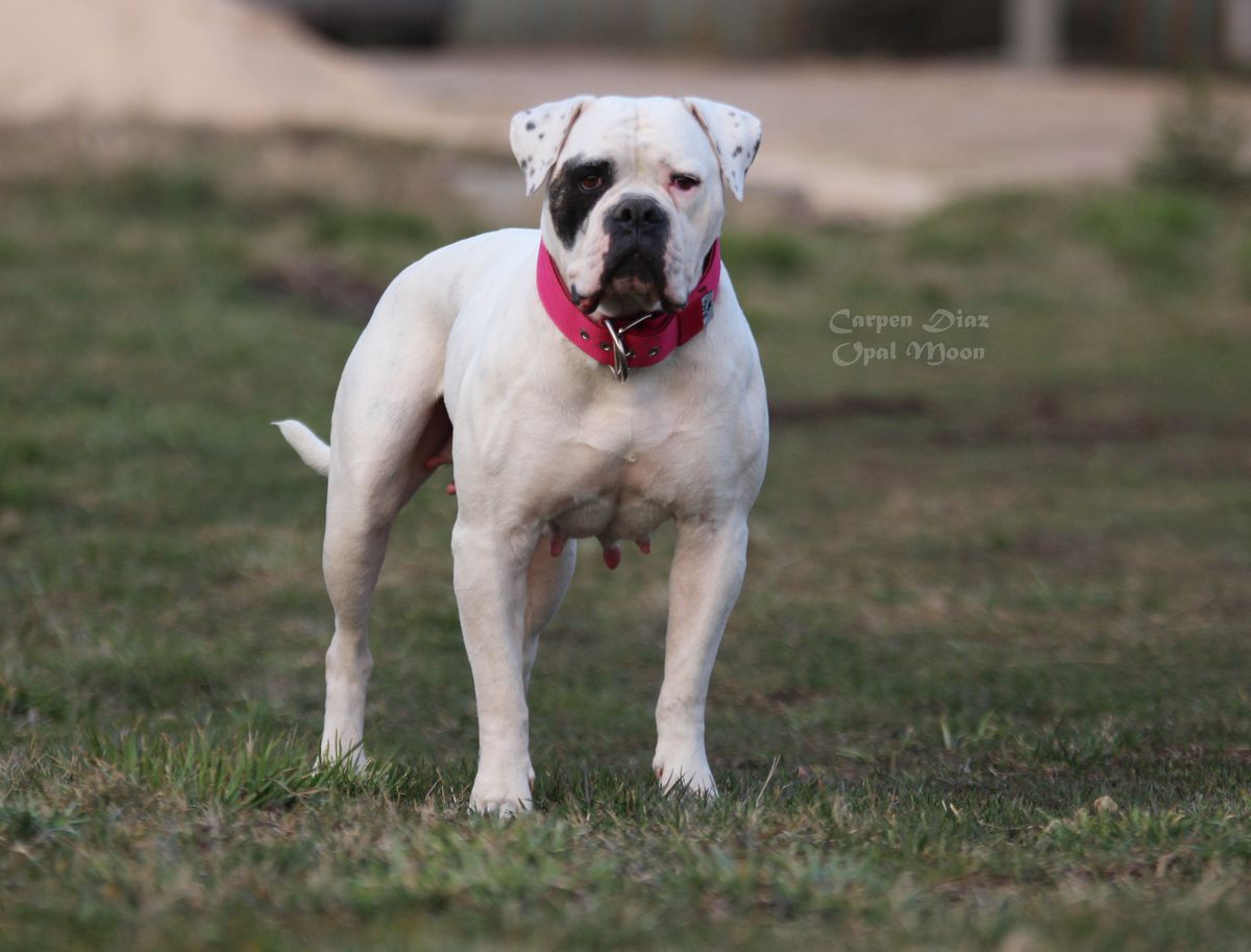 Carpen Diaz Opal Moon | American Bulldog 