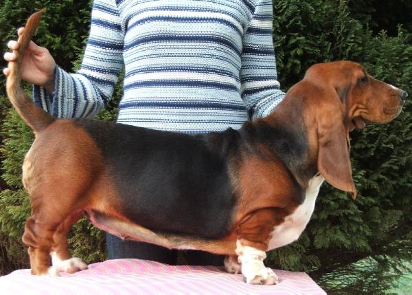 fredegonde du hameau de nantilly | Basset Hound 