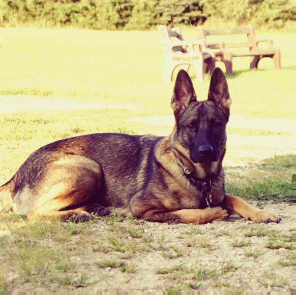 Brünnhilde Dea Batalia | German Shepherd Dog 