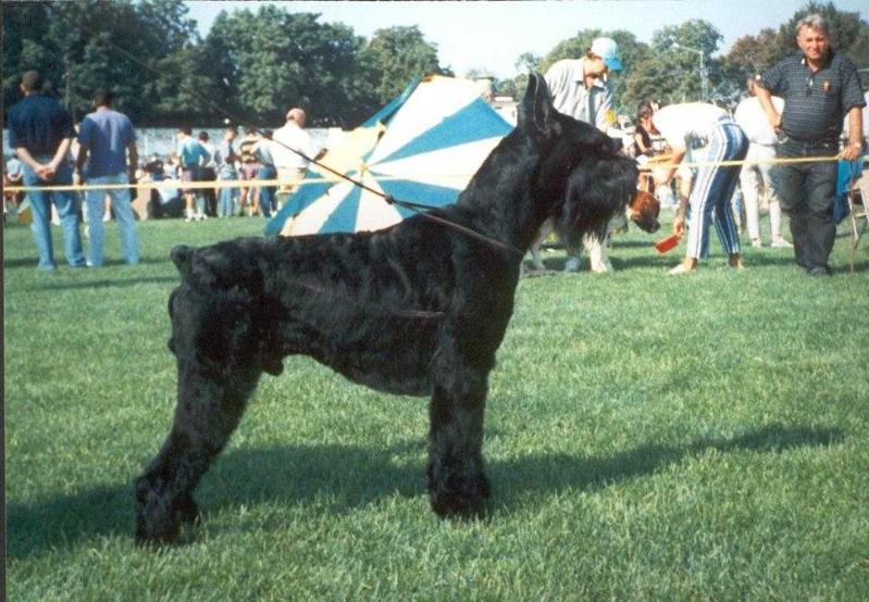 CHEROCY OF GIPSY HOUSE | Giant Schnauzer 