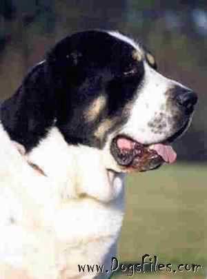 NADIR-SHAH RADA KIT | Central Asian Shepherd Dog 