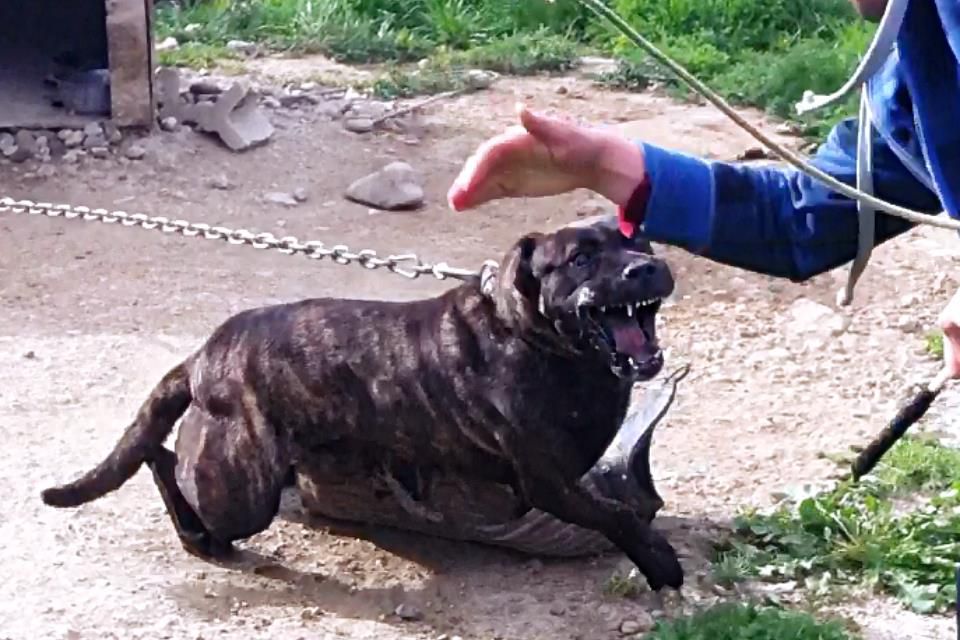 KRATOS DE MASETEROS | American Pit Bull Terrier 