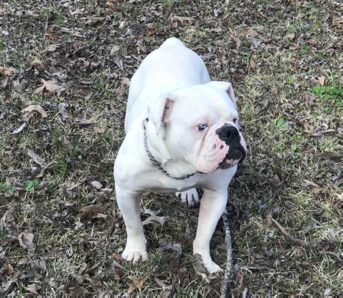 Master Isaac's Chopper | Olde English Bulldogge 