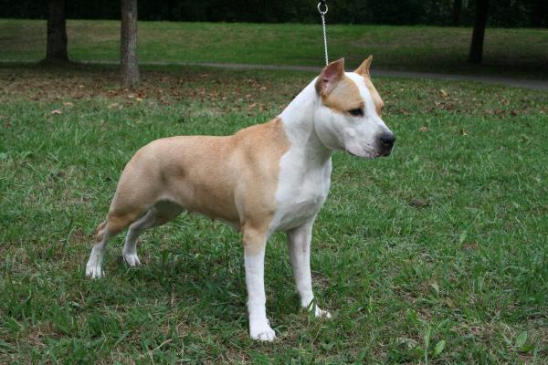Landerstaff Golden Noa | American Staffordshire Terrier  Landerstaff Golden Noa | American Staffordshire Terrier
