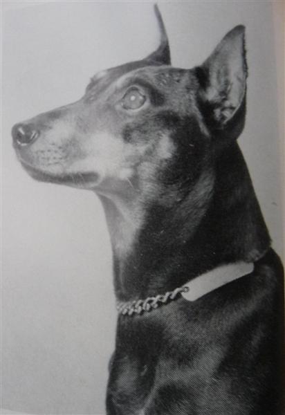 USCHI von der Sidonienhohe | German Pinscher 