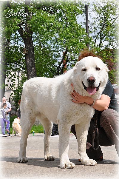 Kobjan | Central Asian Shepherd Dog 