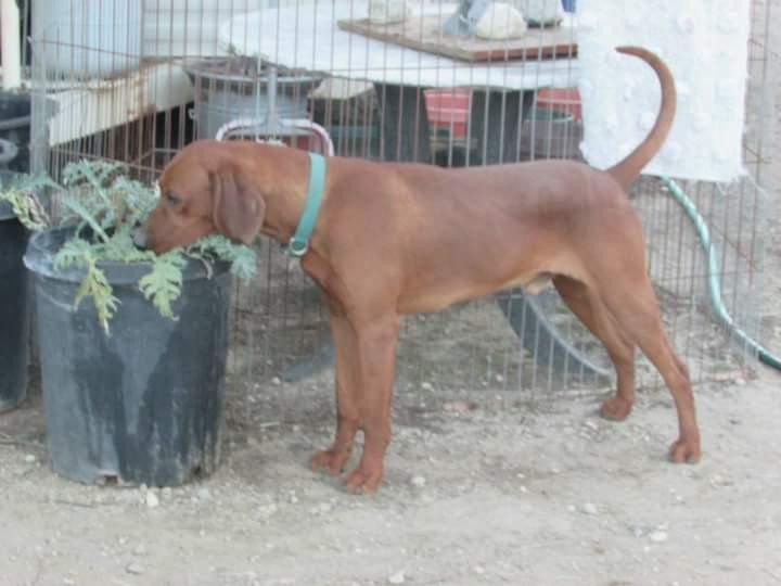 Regal-C Kode In Forcer | Redbone Coonhound 