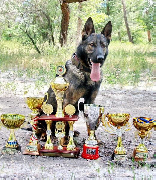 Alukard Aleksandrovskaj znatj | German Shepherd Dog 