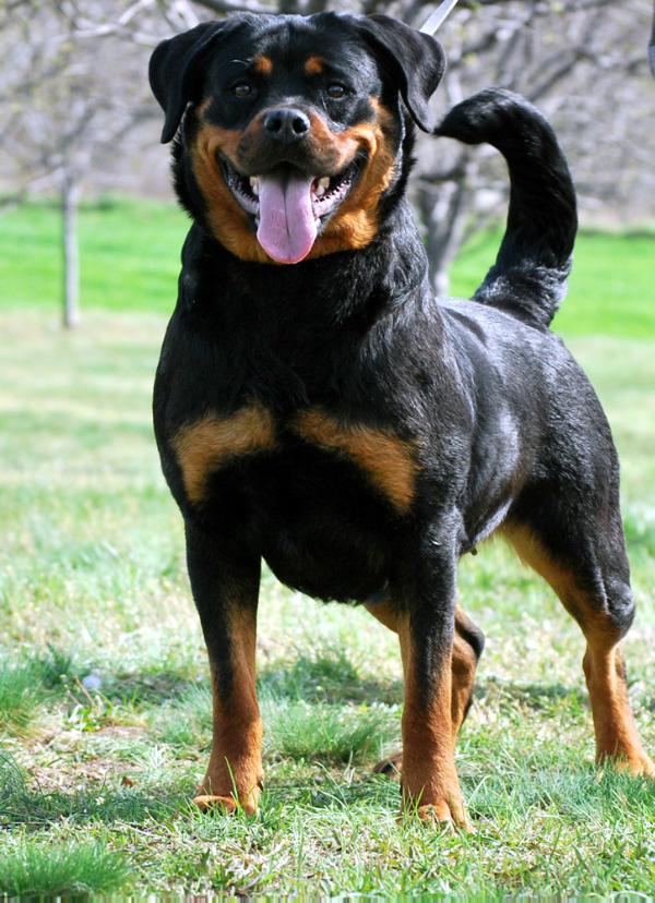 Catalina of True Rott | Rottweiler 