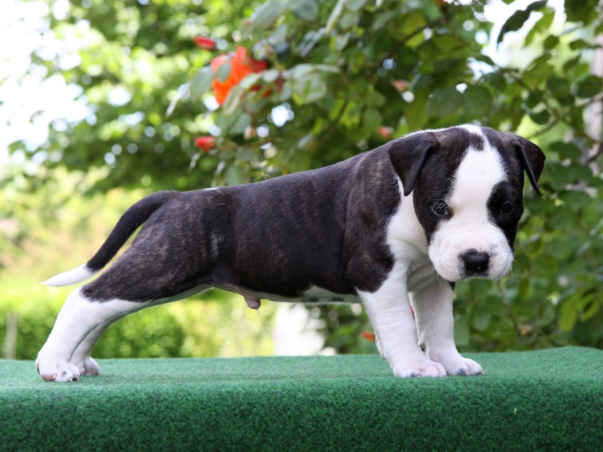 Little Dream Maker C'Altair by Rest Island | American Staffordshire Terrier 