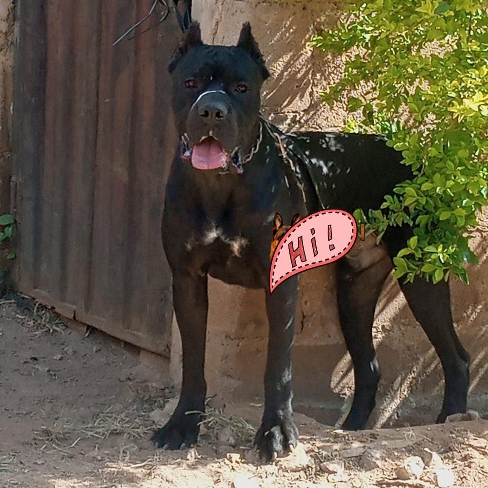 Eden's Beast | Cane Corso 