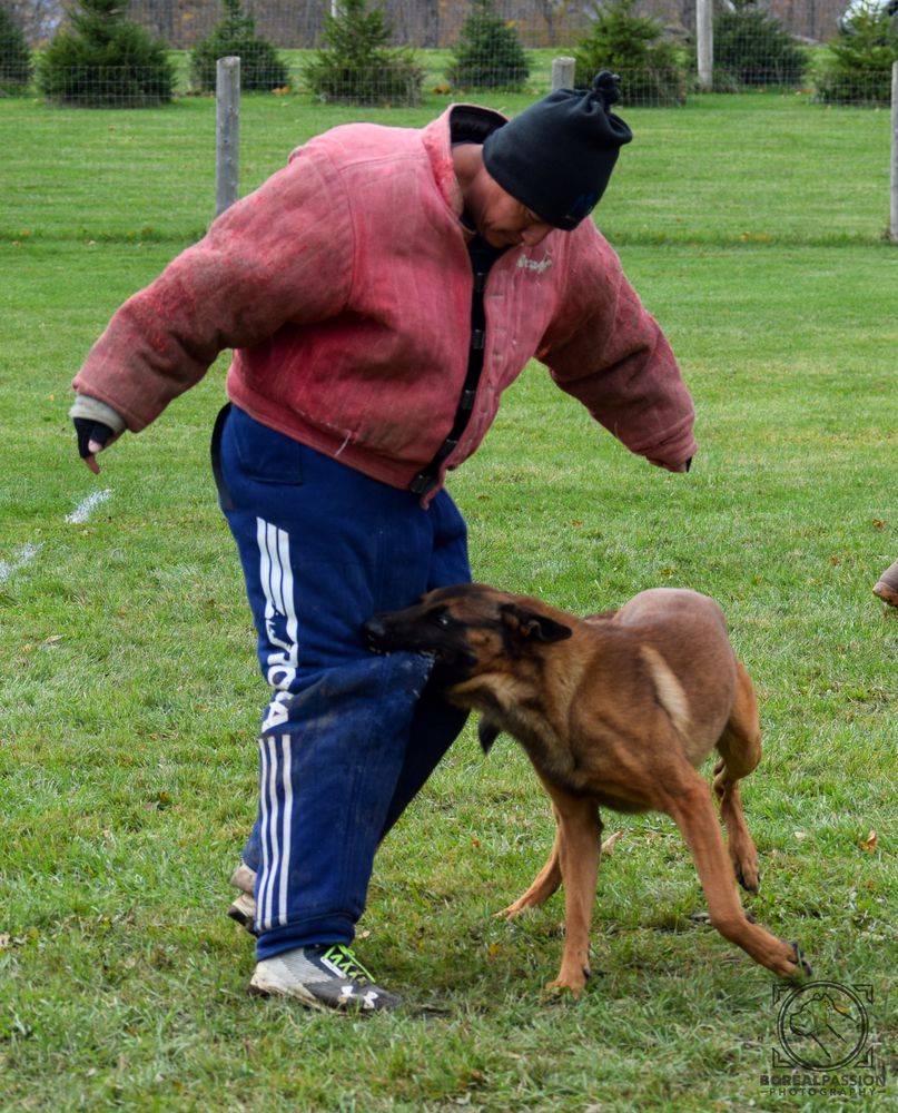 Ned de la Légion d'Athéna | Belgian Malinois 