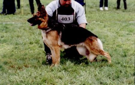 Vanta von Fenwald | German Shepherd Dog 